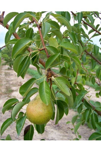 Pyrus communis Mellina
